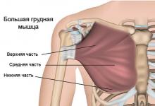 Как накачать грудные мышцы дома Упражнения для большой грудной мышцы дома